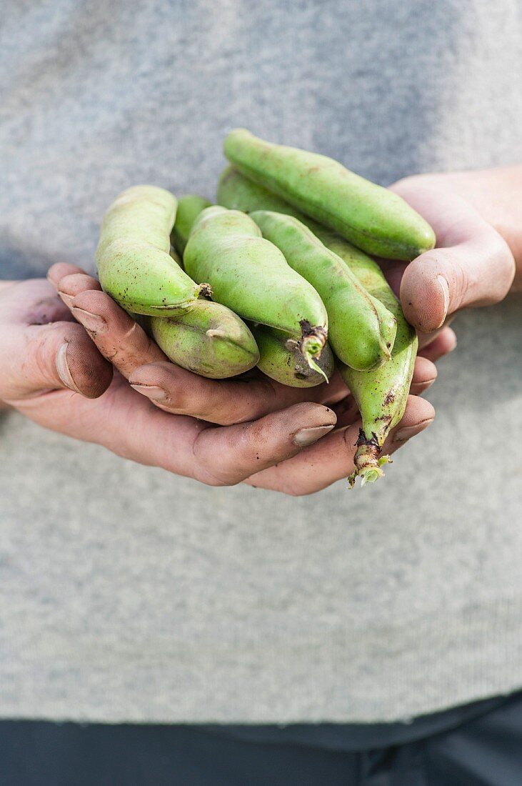 Hands holding fresh broad beans