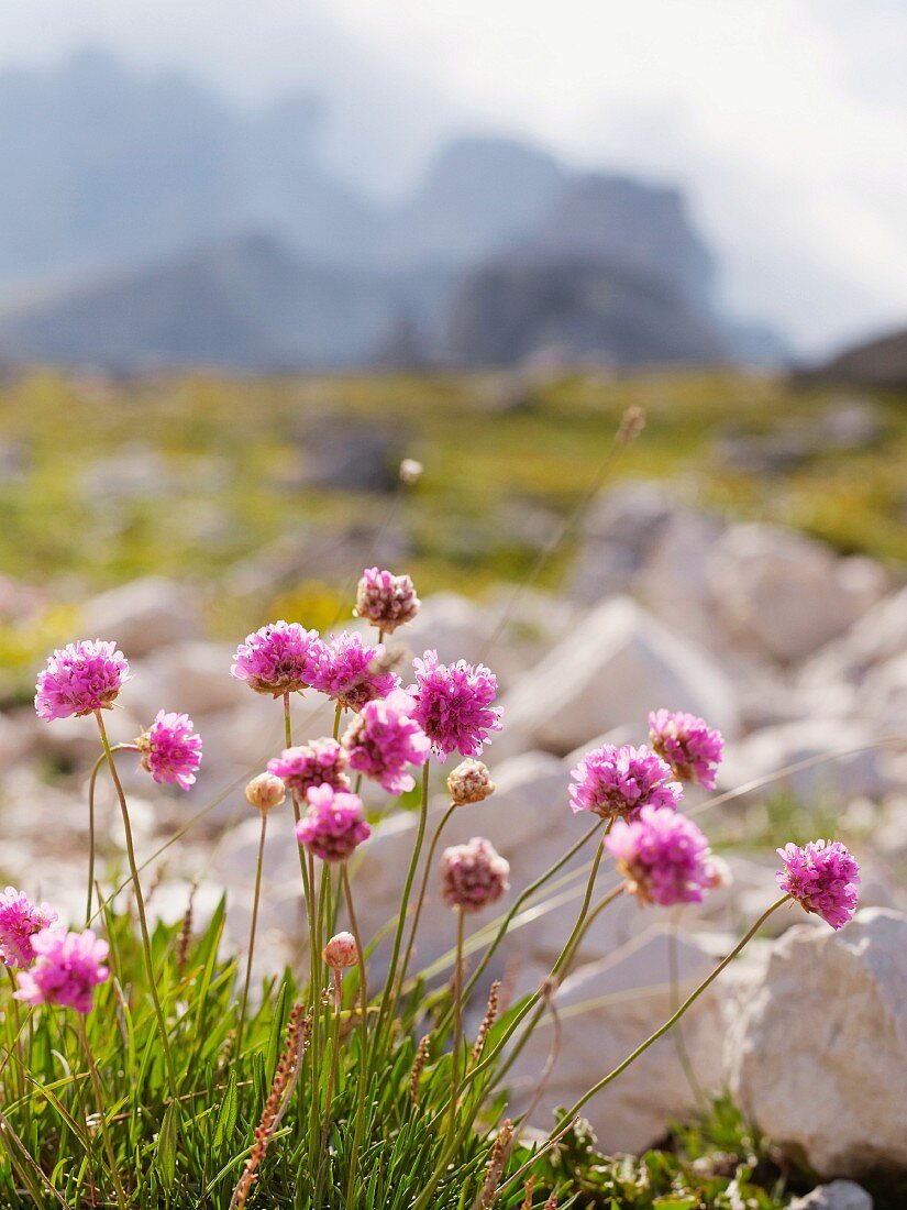 Wildblumen in einem Nationalpark in den Dolomiten