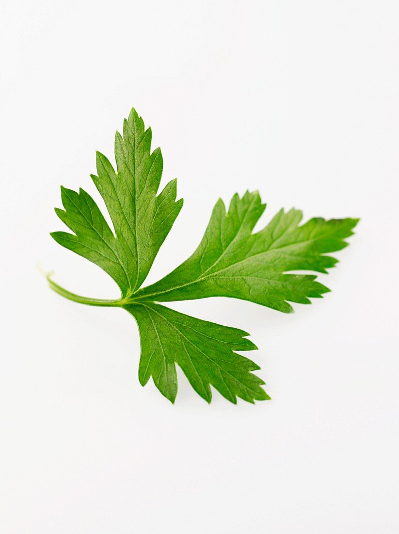 A parsley leaf