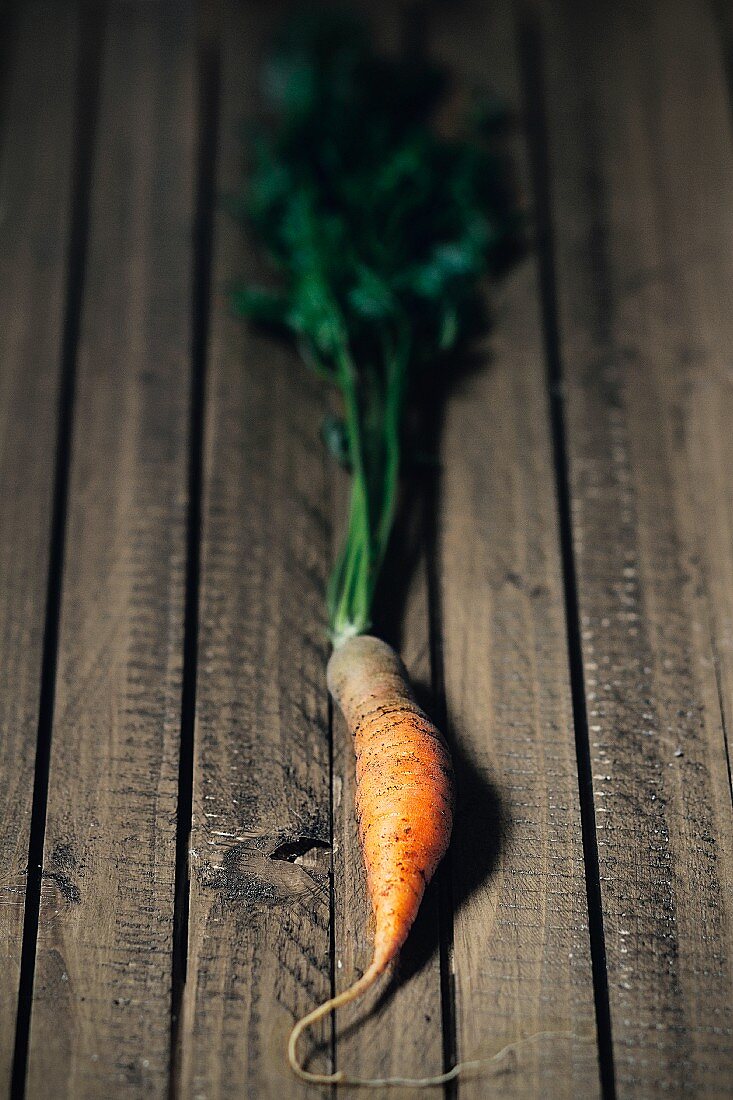 A carrot with its leaves intact