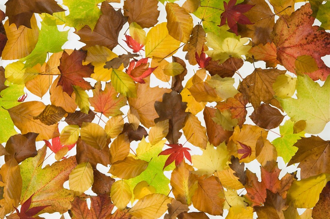 Colourful autumn leaves