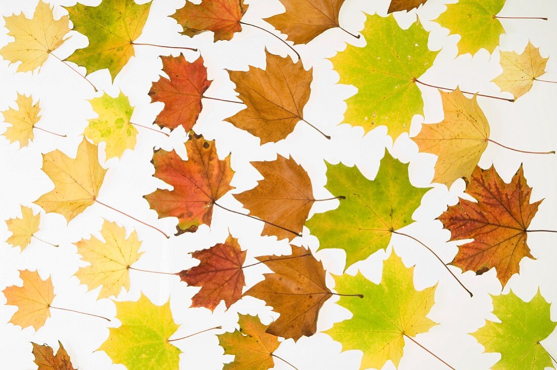 Autumn leaves against a white background