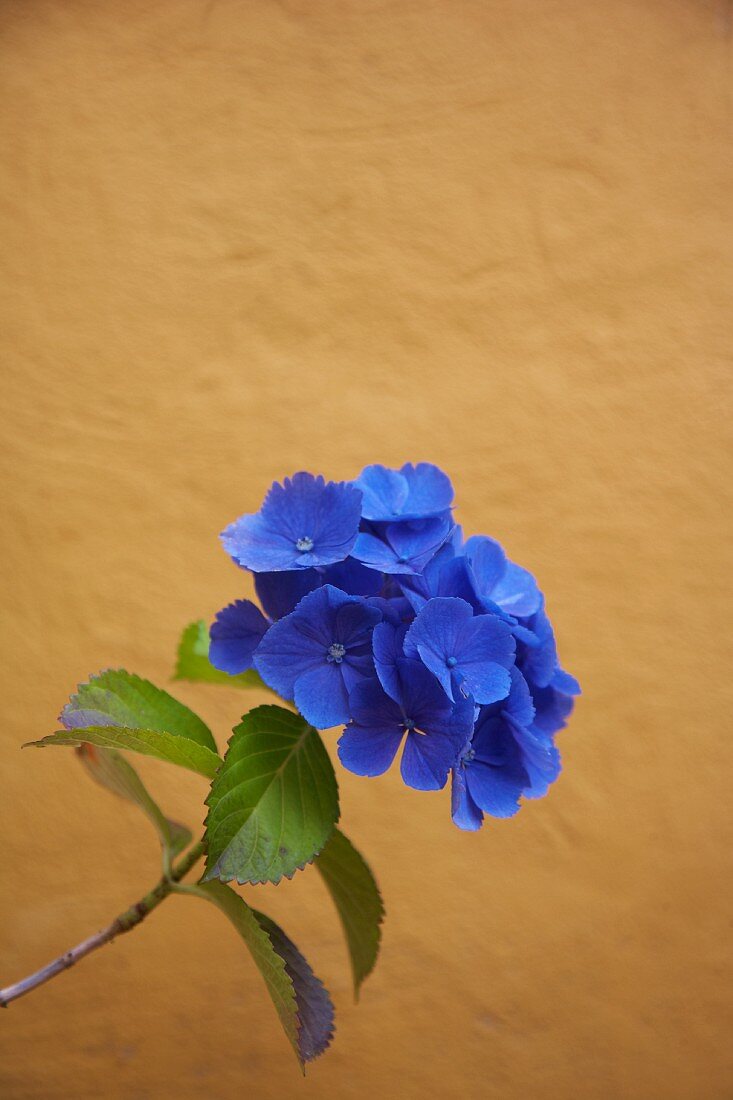 Blaue Hortensienblüte vor einer ockerfarbenen Mauer