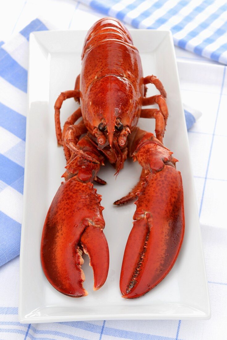 Whole cooked lobster