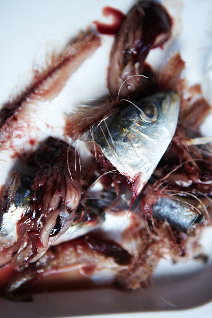 Fischreste von frischen Sardinen