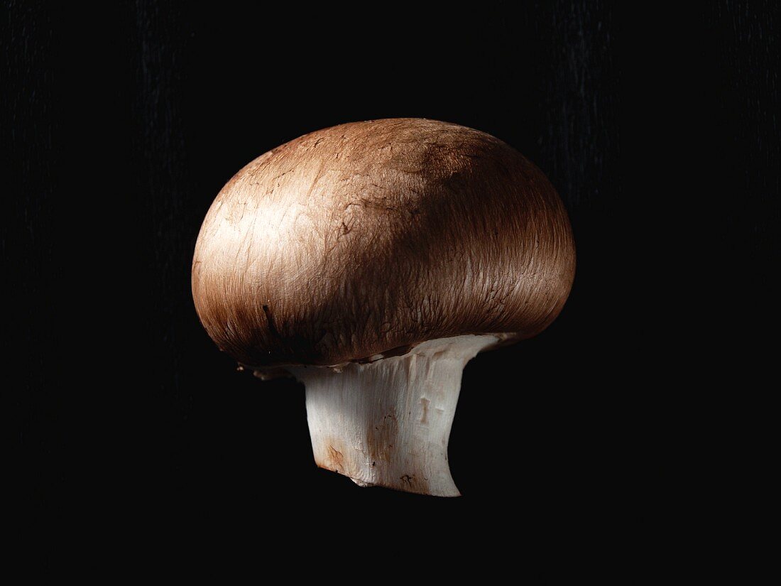 A chestnut mushroom