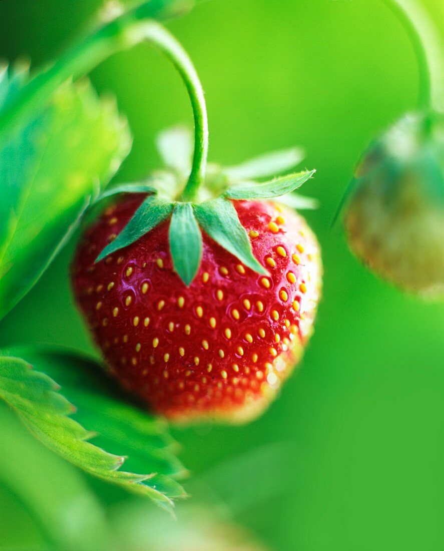 Reife Erdbeere an der Pflanze