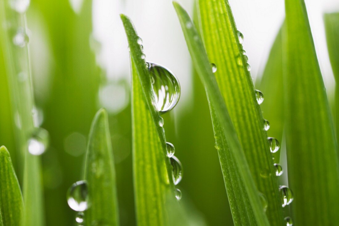 Wassertropfen auf Grashalmen