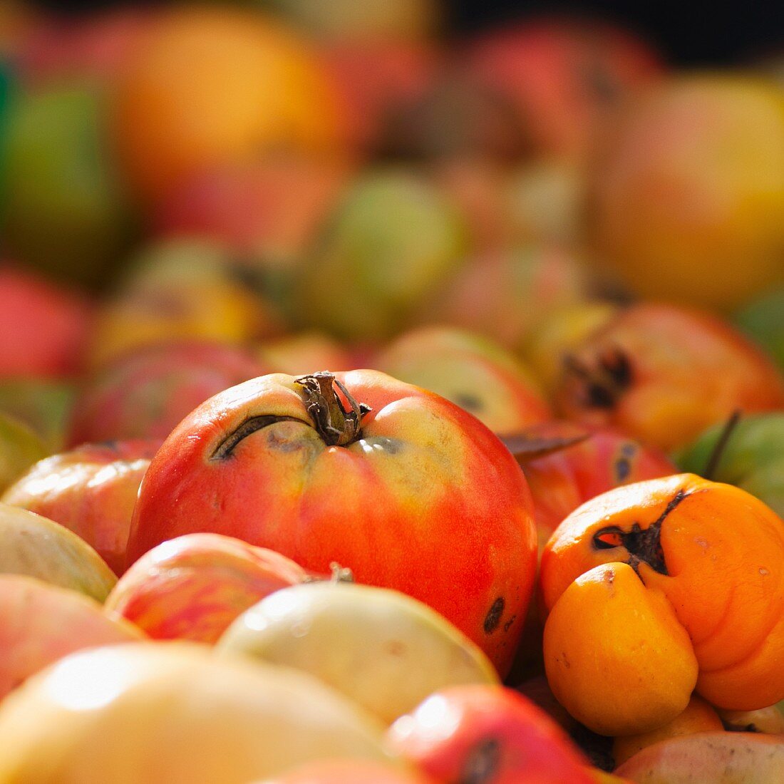 Close up von Heirloom Tomaten auf einem Marktstand