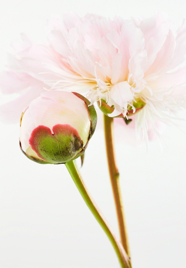 Close up of flower