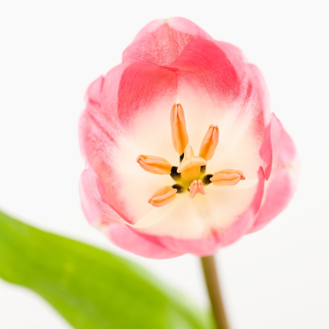 Eine rosa Tulpe