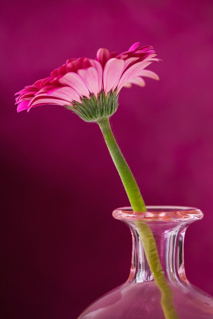 Studio close-up of gerbera daisy