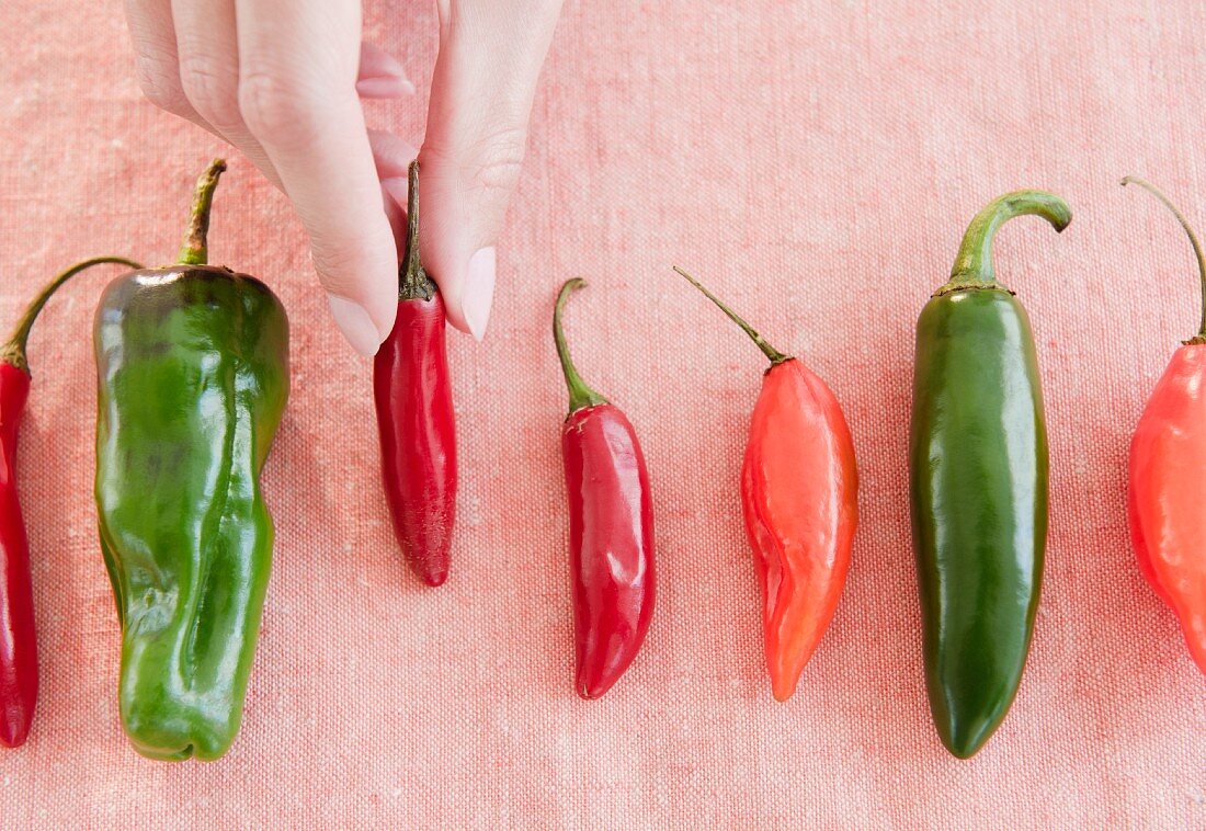 USA, New Jersey, Jersey City, Close-up view of woman's hand with chili peppers