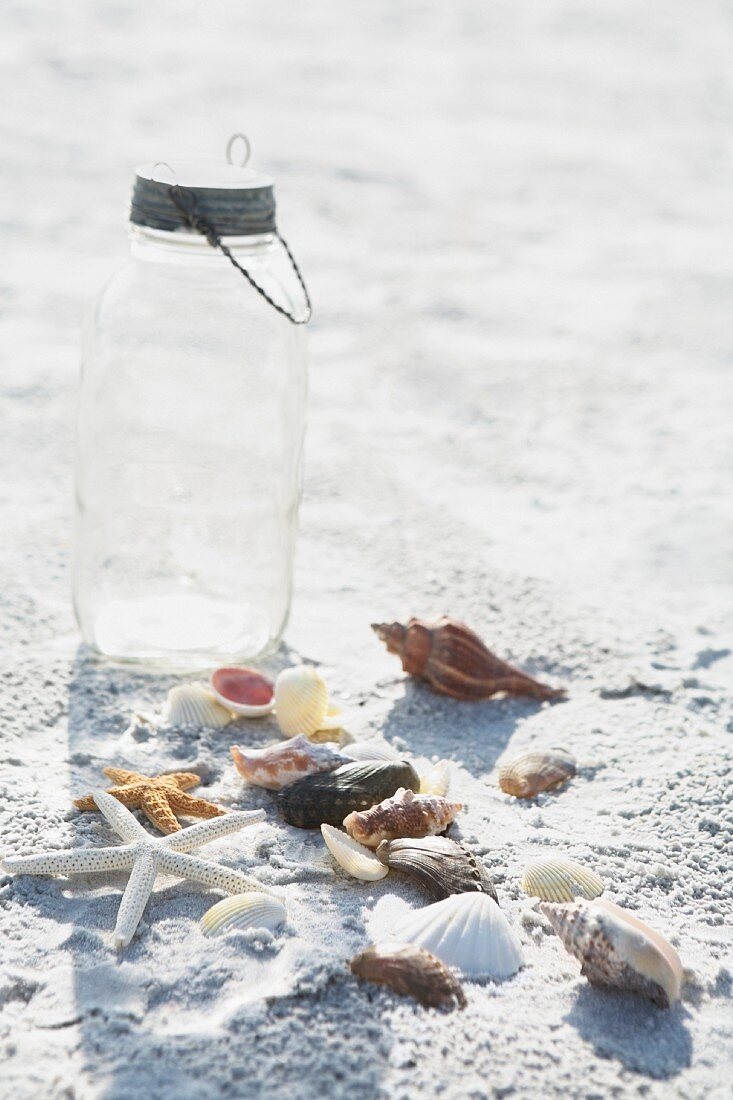 Sammlung von Seesternen und Muscheln am Sandstrand