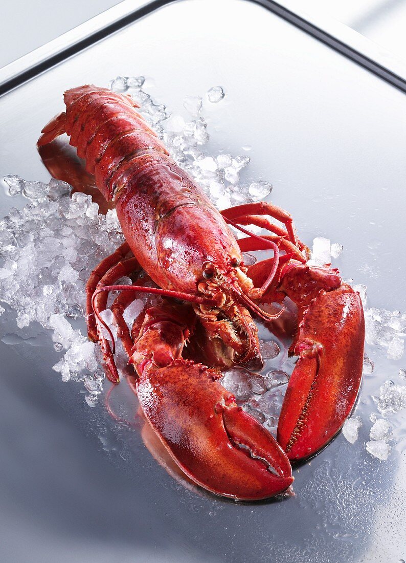 Cooked lobster on ice