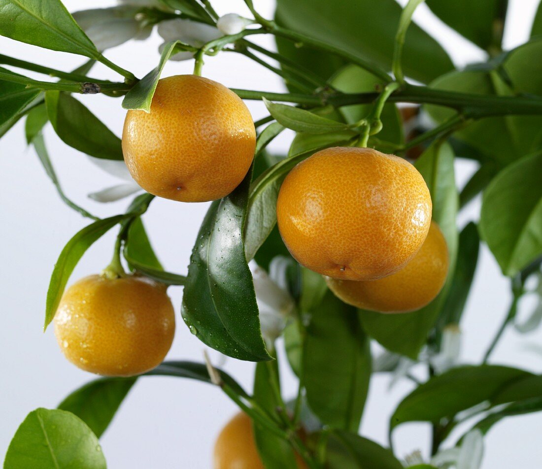 Orange tree (close-up)