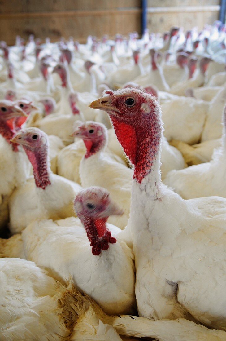 Turkeys on a farm