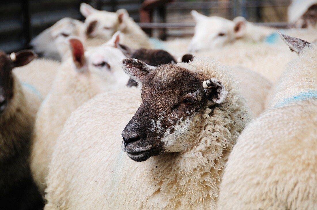 Lebendige Schafe im Stall