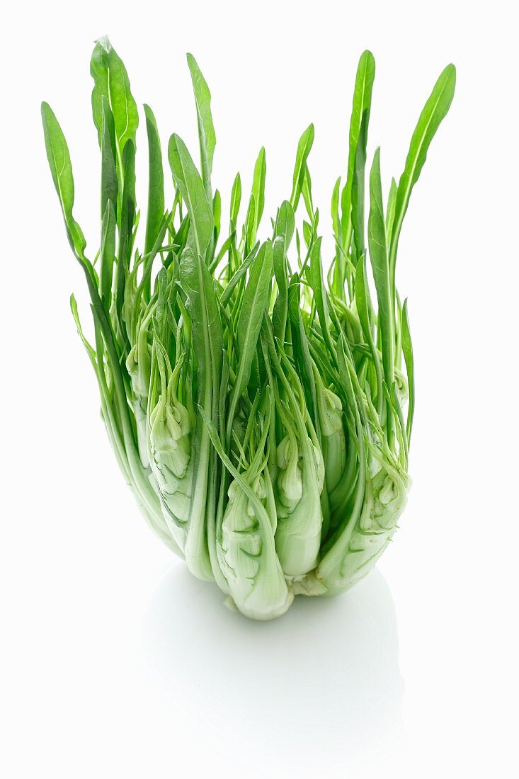 Puntarelle (variety of chicory)