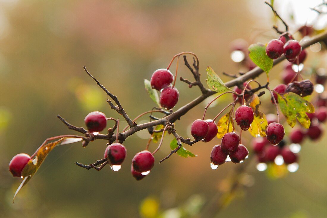 Hawthorn berries with droplets of water, on the twig