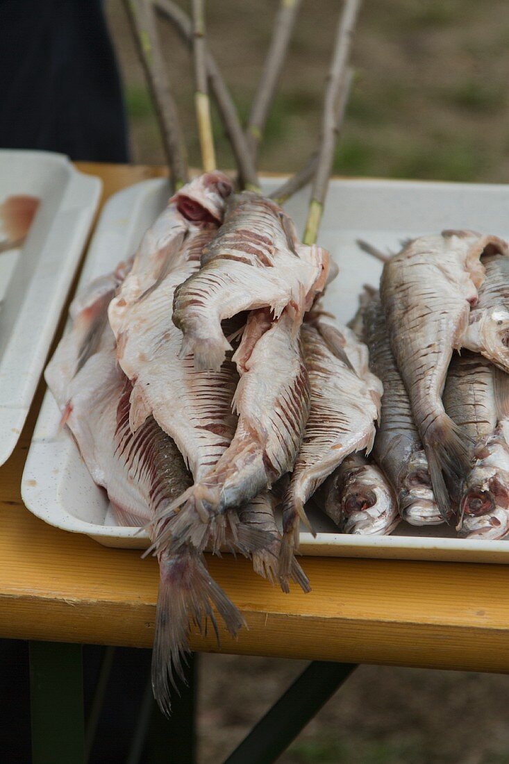 Sabre carp (Pelecus cultratus), a freshwater fish from Eastern Europe