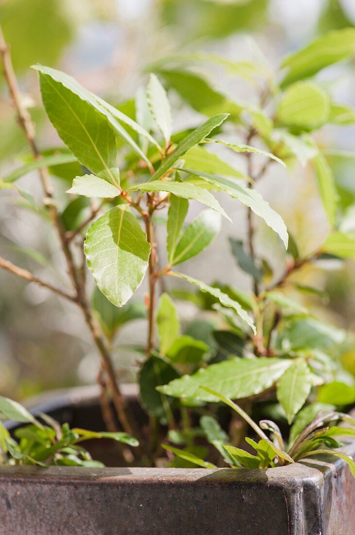 Lorbeer-Bäumchen (Laurus nobilis) wächst in einem Topf