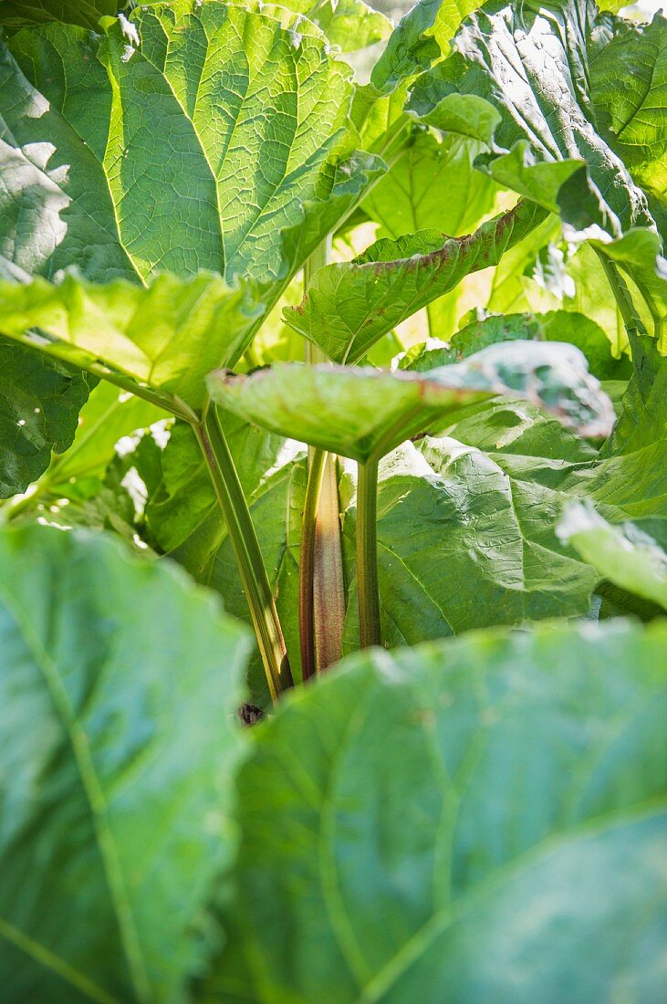 Rhubarb growing in the garden (Rheum rhabarbarum)