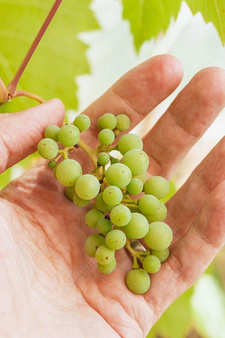 Hand holding unripe, green wine grapes