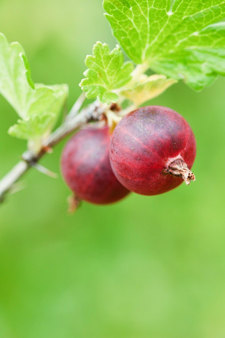 Two red gooseberries on the bush (Ribes uva-crispa)