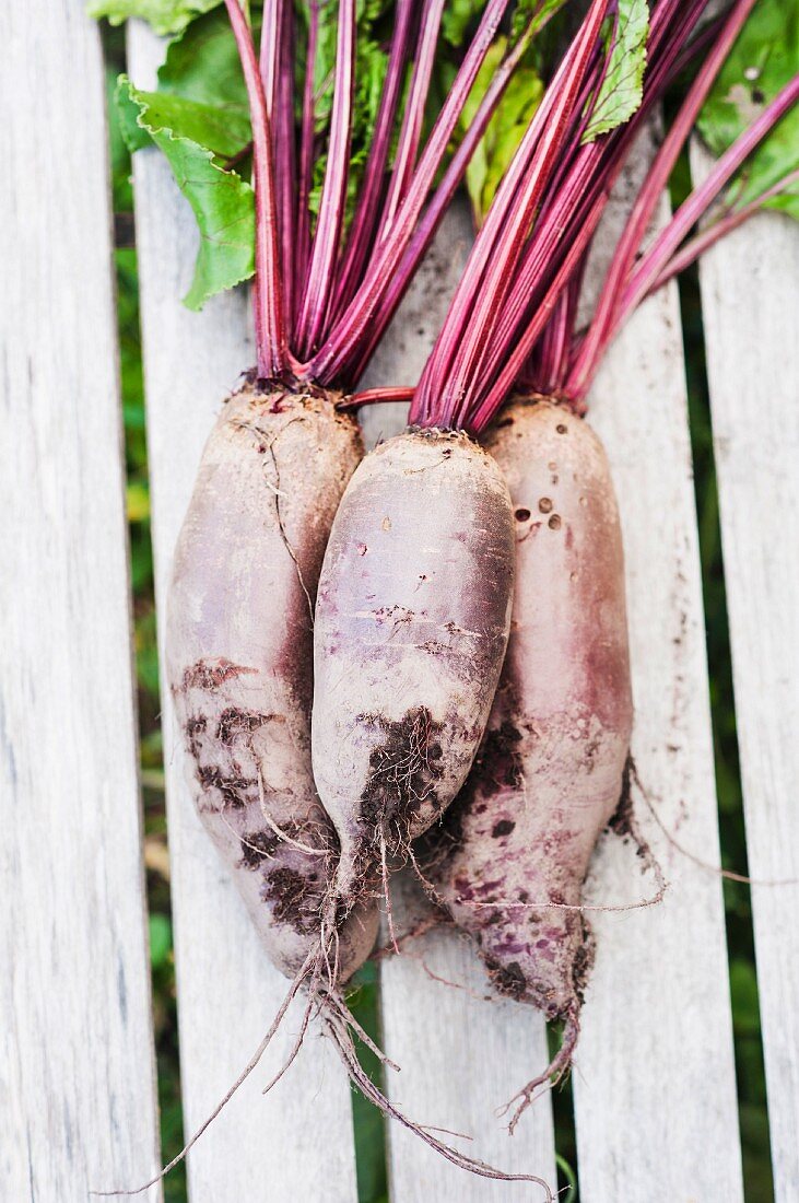 Freshly harvested beetroot on a wooden bench