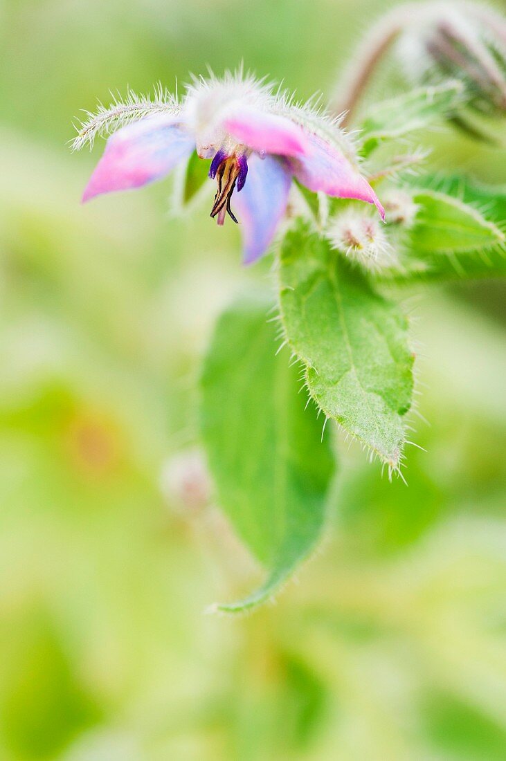 Borage flower (Borage offincinalis) with leaves