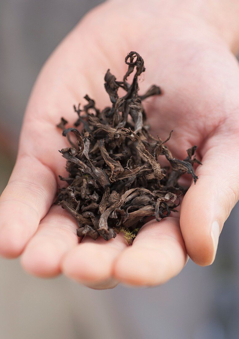 Hand holding dried, black trumpet mushrooms (Craterellus cornucopioides)