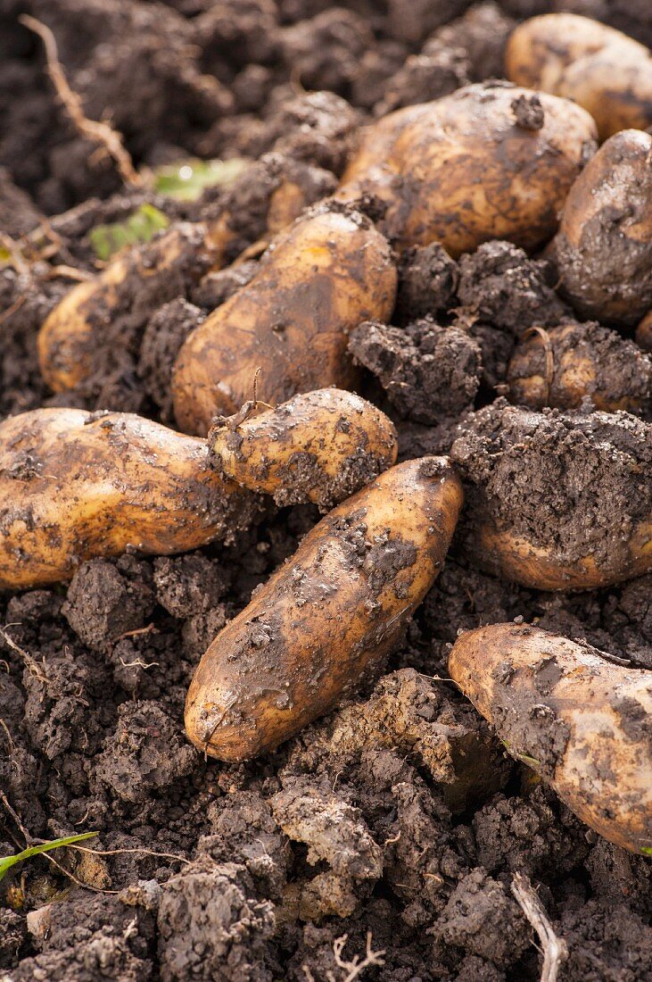Freshly harvested potatoes on the moist earth