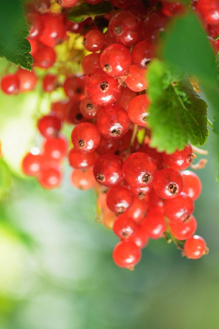 Ripe redcurrants on the bush (close-up)