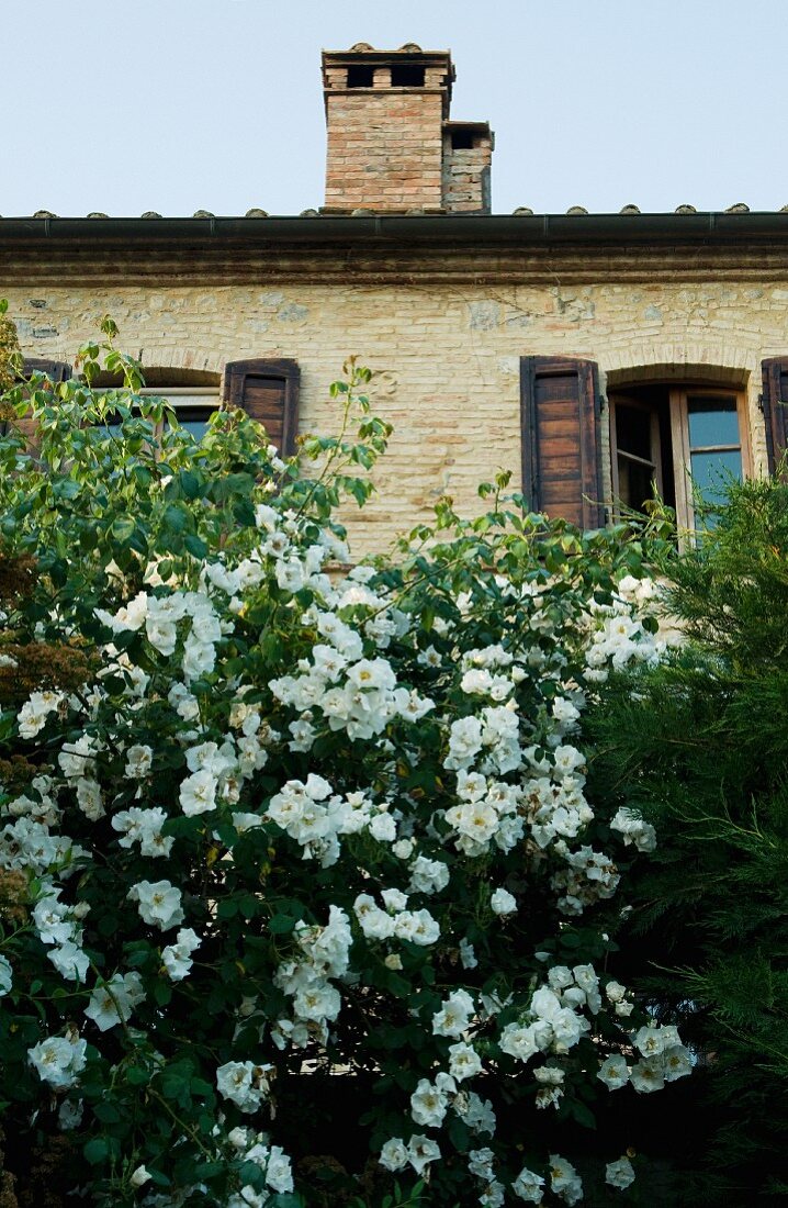 White-flowering bush in front of stone, Mediterranean house