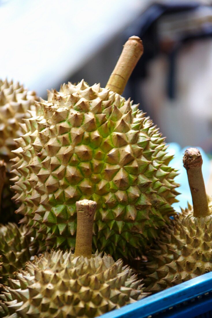 Durian-Früchte in einem blauen Behälter
