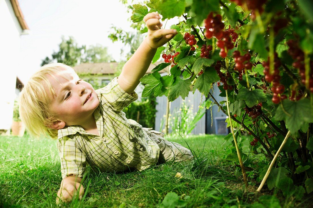 Kleiner Junge pflückt rote Johannisbeeren