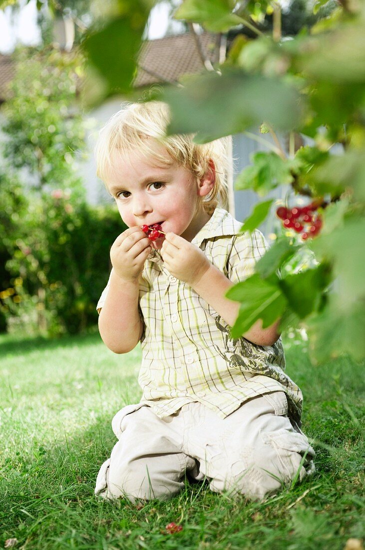 Kleiner Junge isst rote Johannisbeeren im Garten