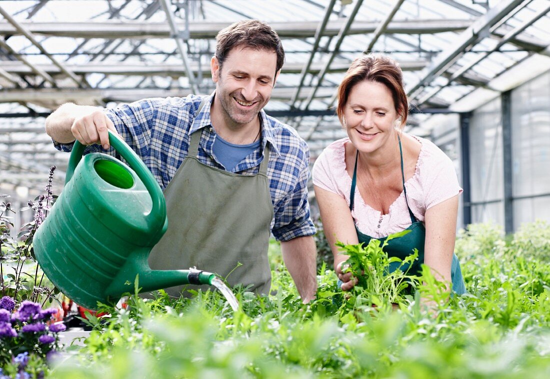 Mann und Frau gießen Rucolapflanzen im Gewächshaus