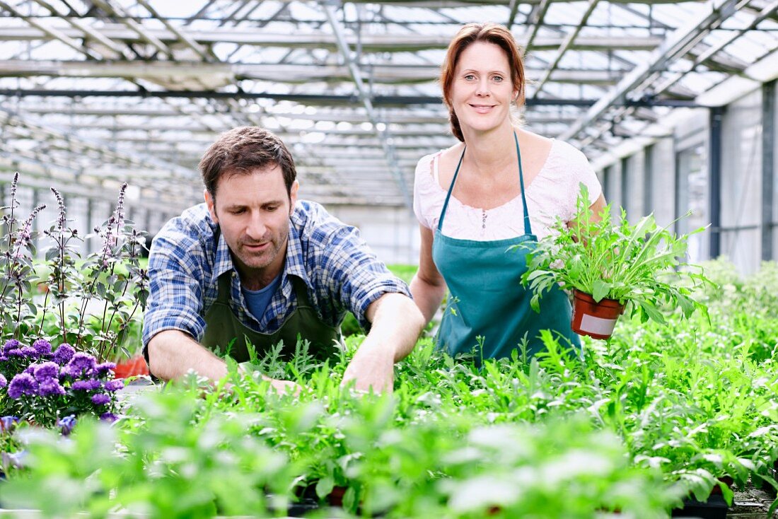 Germany, Bavaria, Munich, Mature man and woman standing with rocket plant in greenhouse