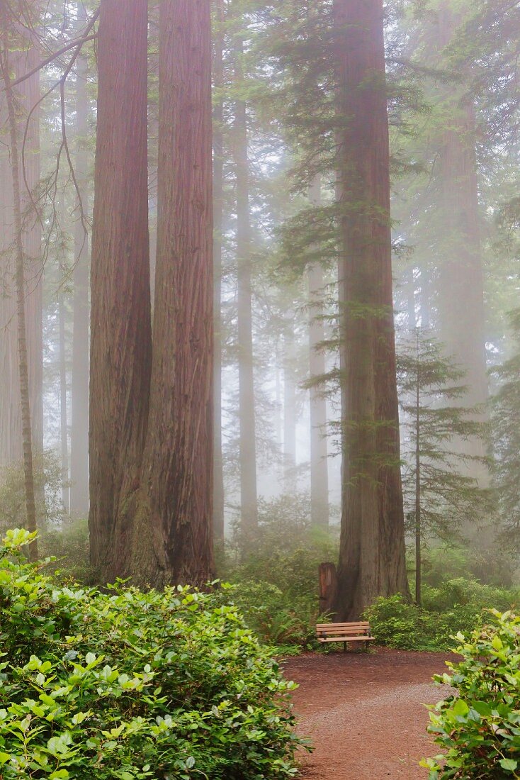 Giant sequoias in the mist (Redwood National Park, California, USA)