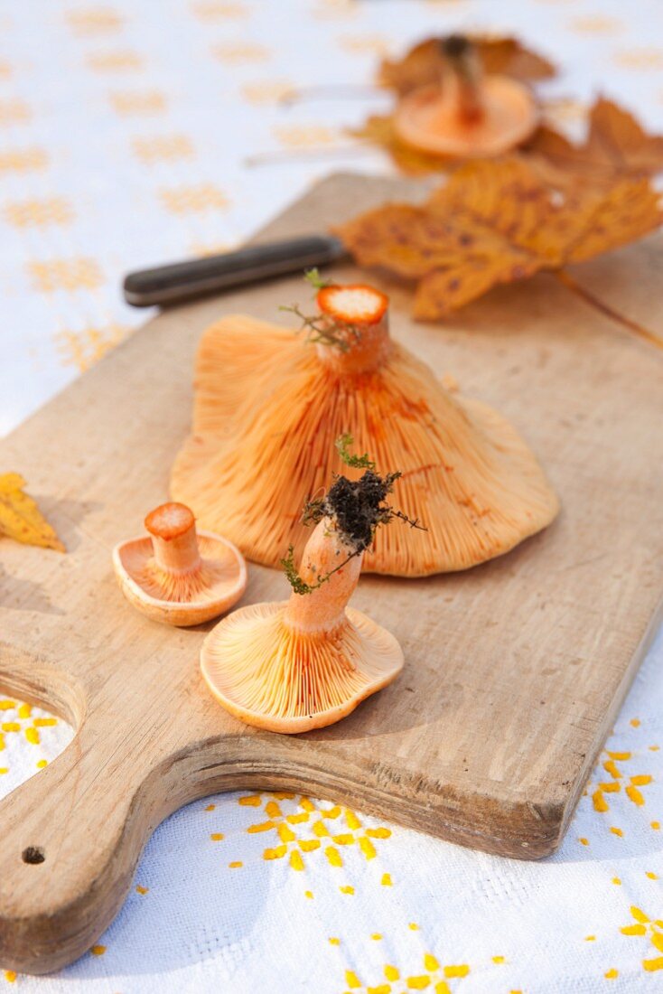 Milk cap mushroom on a cutting board with autumn oak leaves