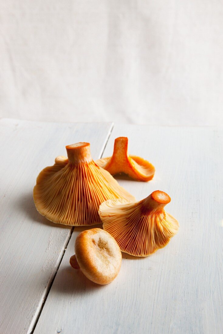 Fresh picked milk cap mushrooms on a white wooden surface