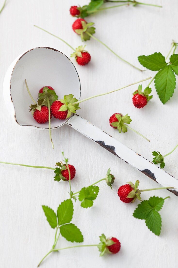 Wild strawberries and mint leaves with ladle