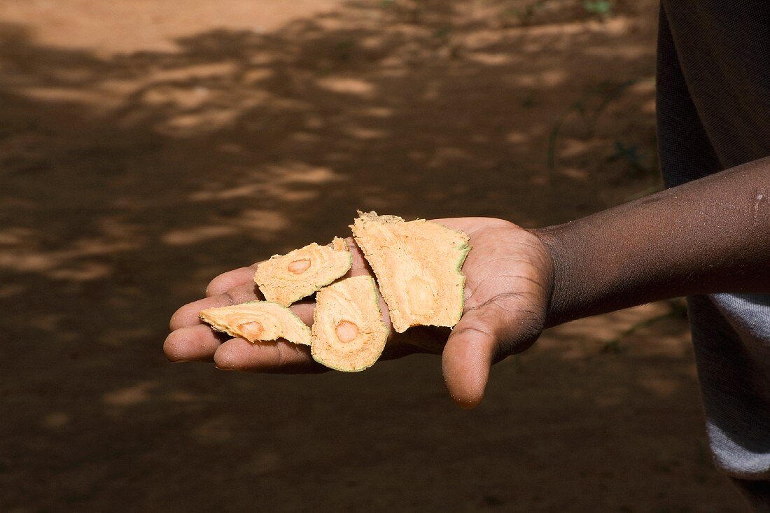 Fresh cinnamon bark