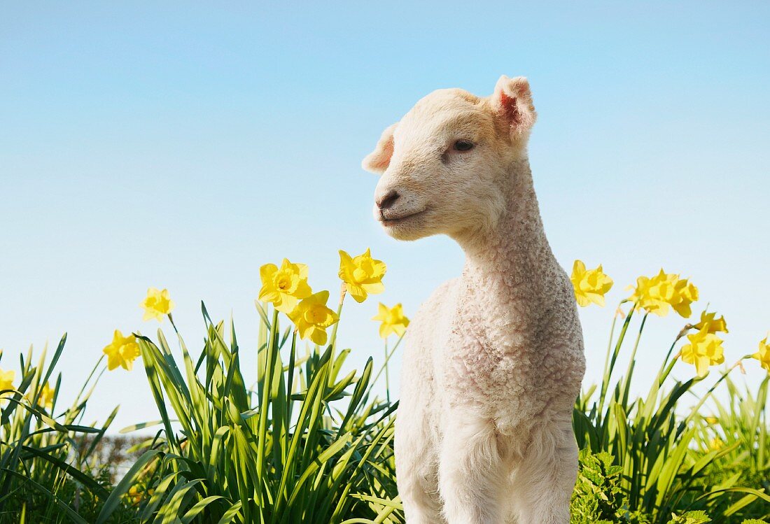 Little lamb in a field of daffodils