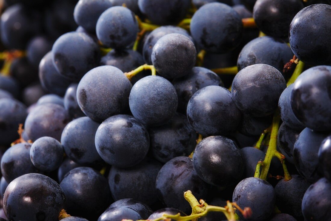 Red grapes (close-up)