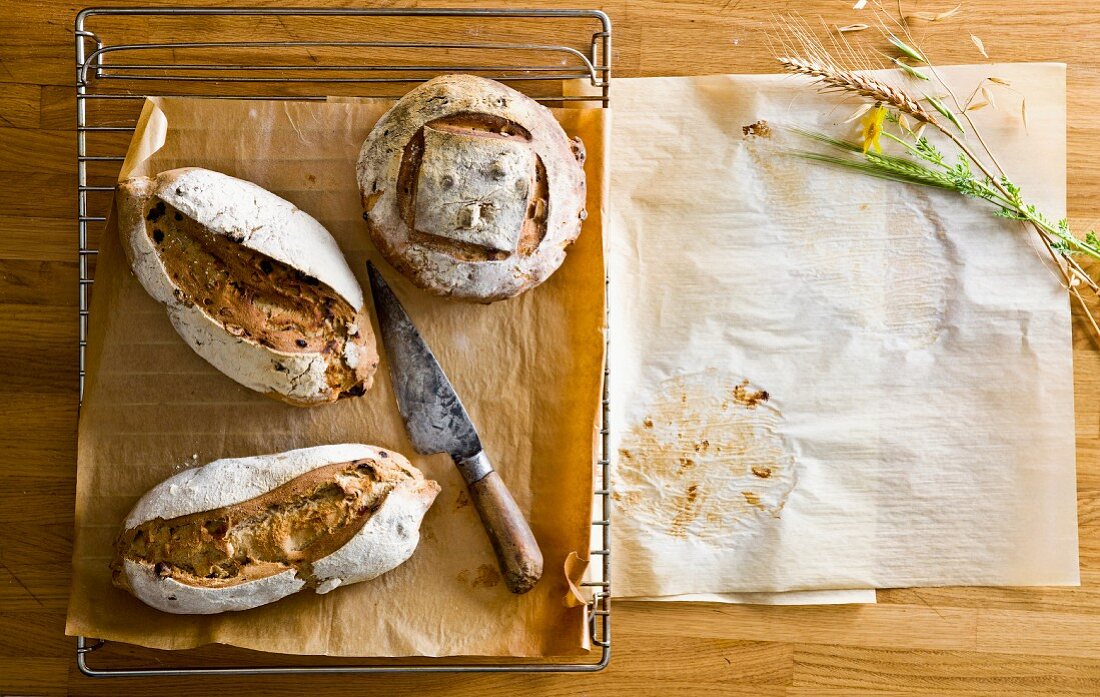 Frisch gebackene Brote auf Abkühlgitter