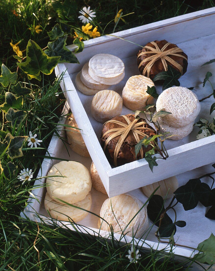 Assorted types of goat's cheese in a wooden box