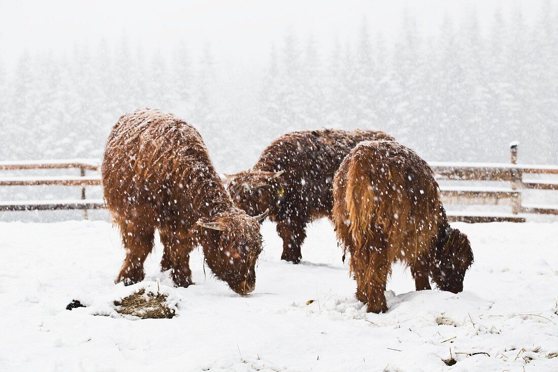 Drei schottische Hochlandrinder im Schneesturm